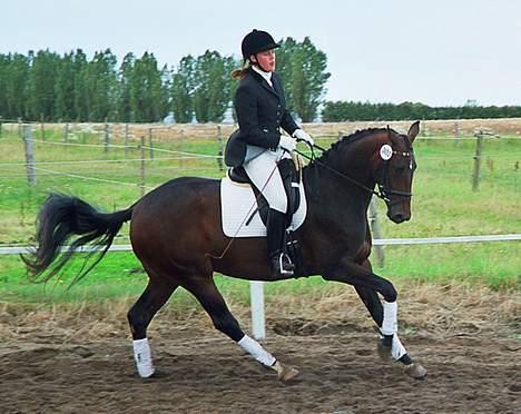 Dansk Varmblod Hønnerups Acetat RDH - Hoppekåring billede 2
