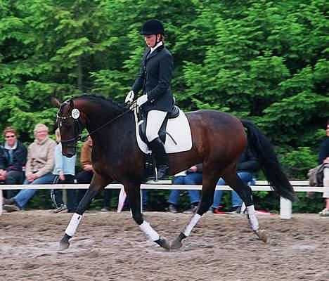 Dansk Varmblod Hønnerups Acetat RDH - Hoppekåring billede 3