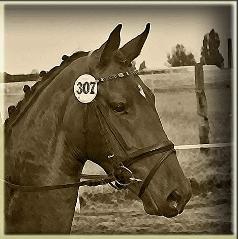 Dansk Varmblod Hønnerups Acetat RDH billede 4