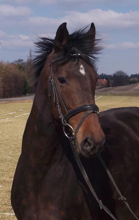 Dansk Varmblod Hønnerups Acetat RDH billede 5