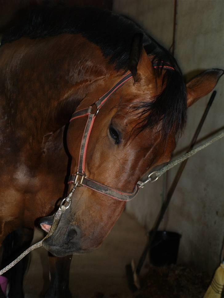 Holstener Miserable (solgt) - hendes hovede med det nye cam billede 3