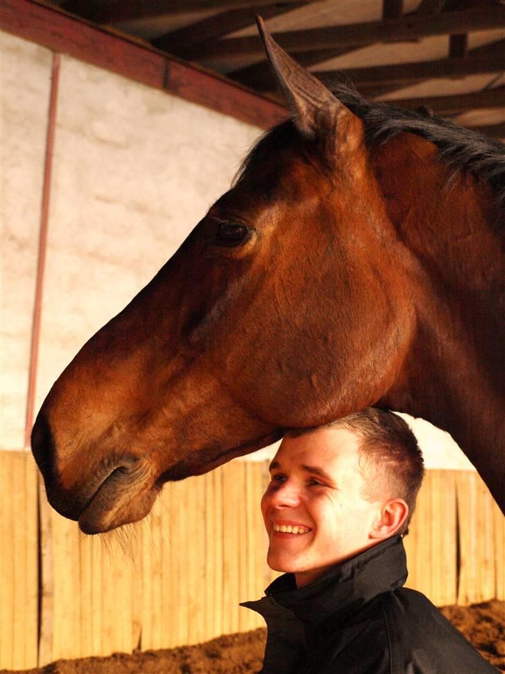 Holstener Miserable (solgt) - stor hest :G billede 5