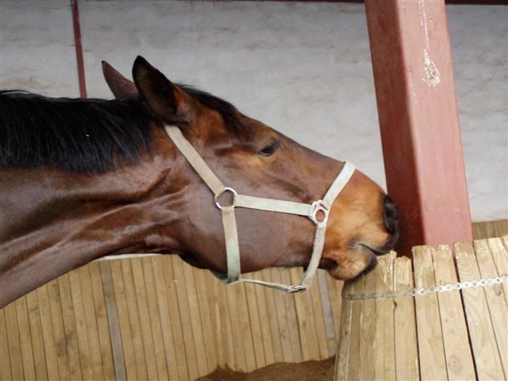 Holstener Miserable (solgt) - FYY billede 9