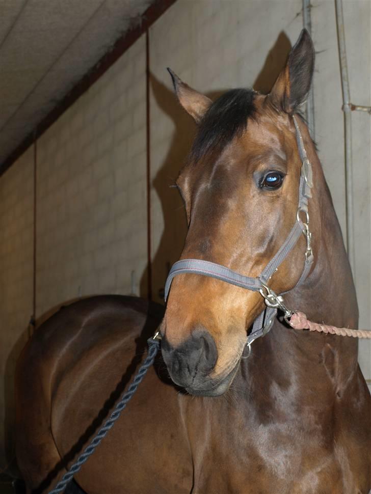 Holstener Miserable (solgt) - en dag i stalden billede 10