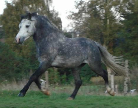 Welsh Mountain (sec A) Meadows Gucci (hingst) - Fin pony... billede 1