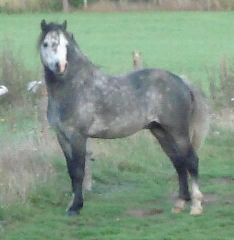 Welsh Mountain (sec A) Meadows Gucci (hingst) - Sådan så han ud da vi havde haft ham et par måneder. billede 2