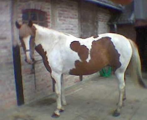 Pinto Pebsi <3 - *himmelpony* R.I.P d.12.09.2011 :'( - Min dejlige pony Pebsi billede 1