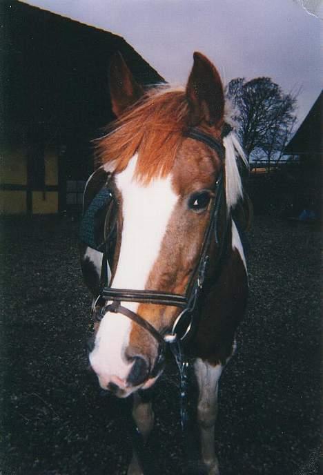 Pinto Pebsi <3 - *himmelpony* R.I.P d.12.09.2011 :'( billede 2