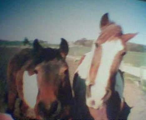 Pinto Pebsi <3 - *himmelpony* R.I.P d.12.09.2011 :'( - Pebsi og hendes føl, Sun dance billede 3