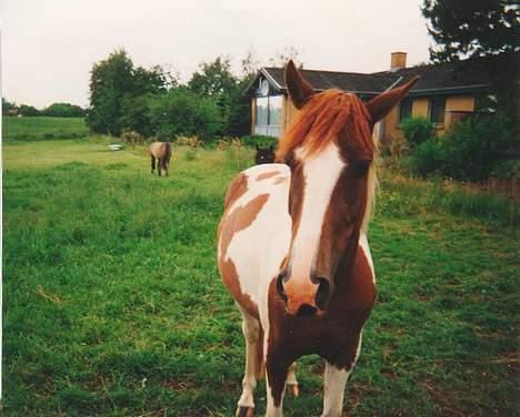 Pinto Pebsi <3 - *himmelpony* R.I.P d.12.09.2011 :'( billede 4