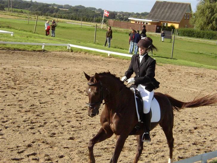 Trakehner Nevada  - La 1 billede 5