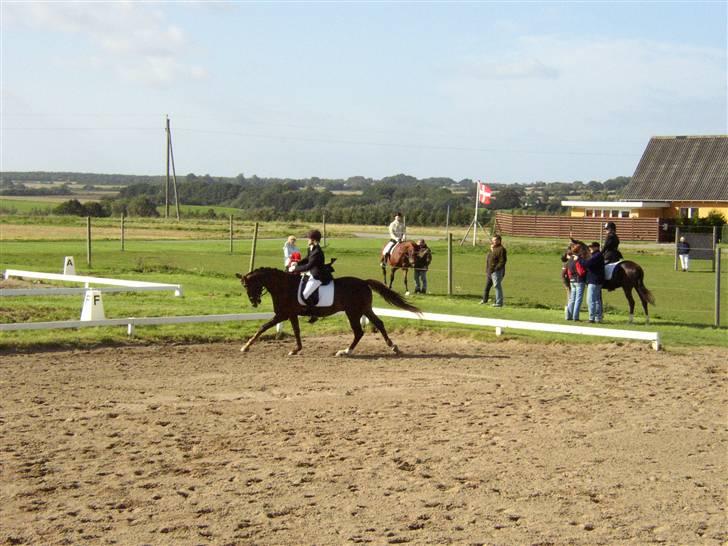 Trakehner Nevada  - La 1 billede 6