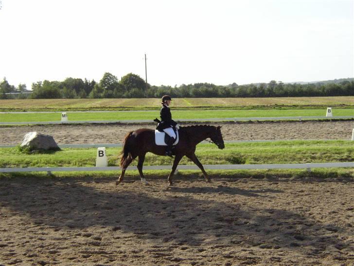 Trakehner Nevada  - La 1 billede 7