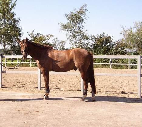 Trakehner Nevada  - Nevada(fuglebjerg) billede 8