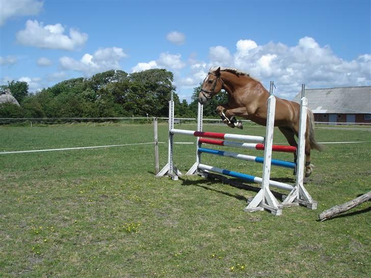 Haflinger Agent 007 - #18 løsspringning! juni 08 billede 18