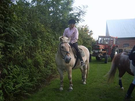 Fjordhest Laban <3  - Mor er lige ude og ride en tur XD billede 8