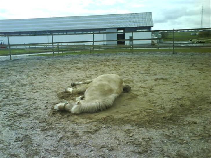 Fjordhest Laban <3  - Rulle pølse XD billede 9