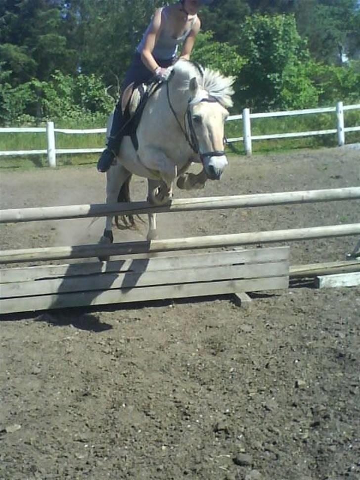 Fjordhest Laban <3  - Sofie g Laban(sofie rider laban et par gange i ugen, og det er han glad for) (: billede 10