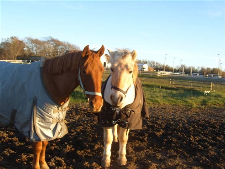 Fjordhest Laban <3  - Laban og Bounty ;) billede 11