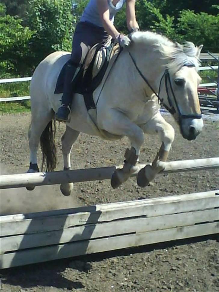 Fjordhest Laban <3  - Sofie g Laban(sofie rider laban et par gange i ugen, og det er han glad for) (: billede 12