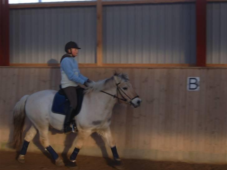 Fjordhest Laban <3  -  i ridehallen (: billede 13