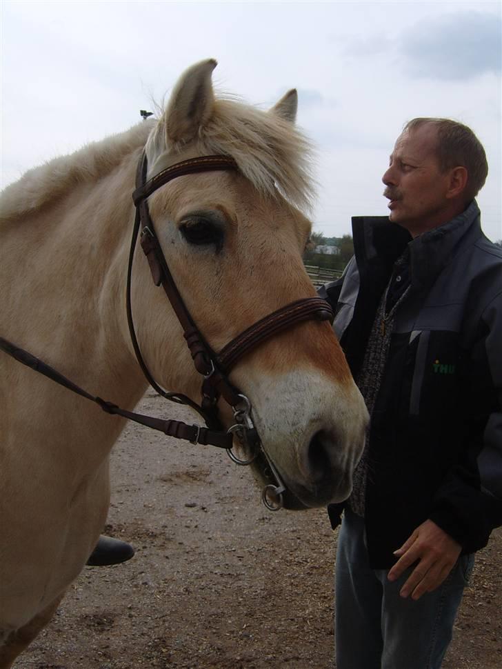 Fjordhest Laban <3  - LAMSE :D billede 14