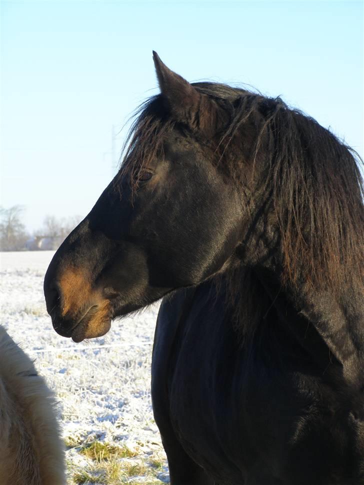 Oldenborg Junker - 2/1 09 billede 12