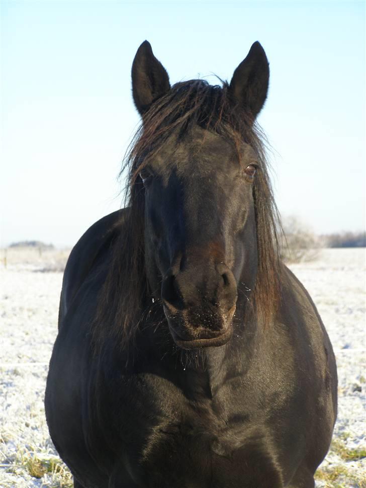 Oldenborg Junker - 2/1 09 billede 13