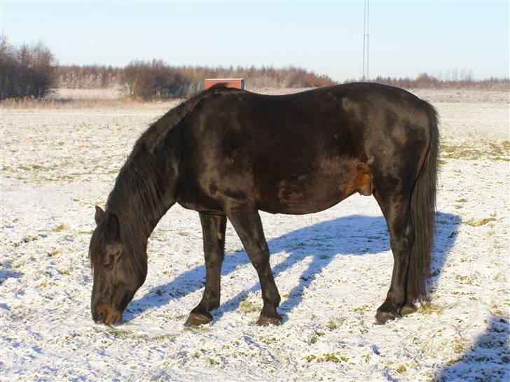 Oldenborg Junker - 2/1 09 billede 14