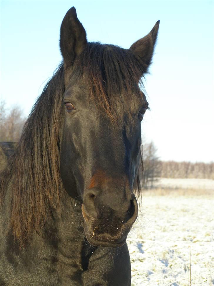 Oldenborg Junker - 2/1 09 billede 15