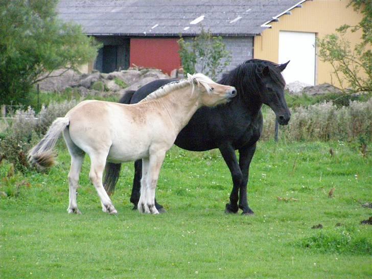 Oldenborg Junker - 14/9 08 Junker og Logik leger! billede 16