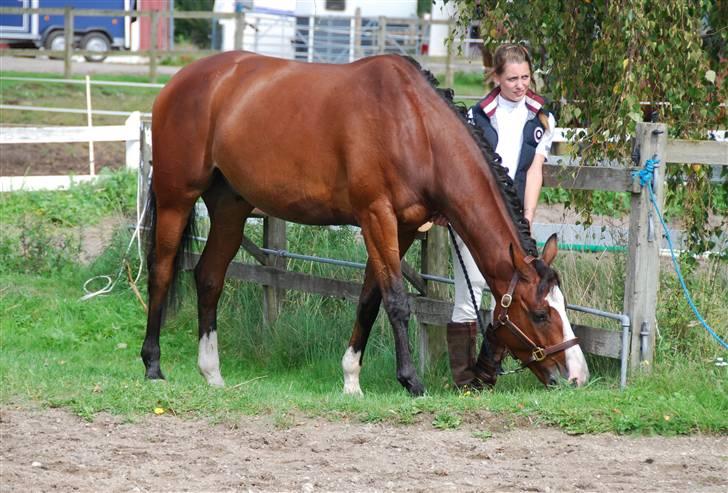 Dansk Varmblod MR. BURBERRY billede 10