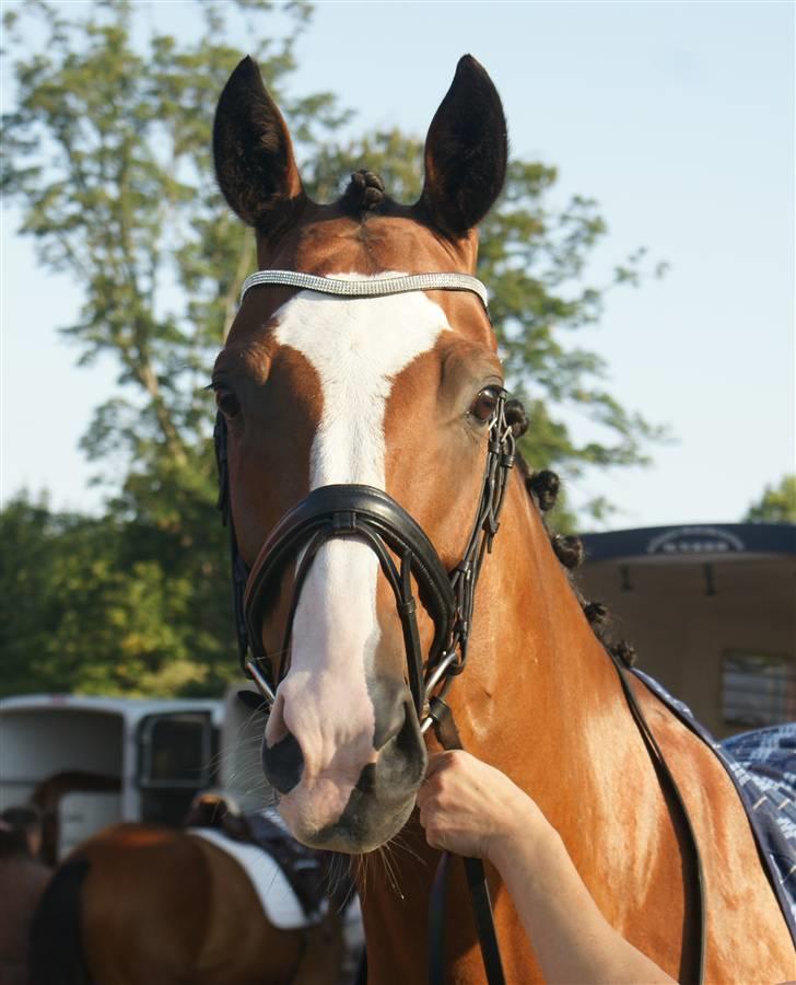 Dansk Varmblod MR. BURBERRY billede 12