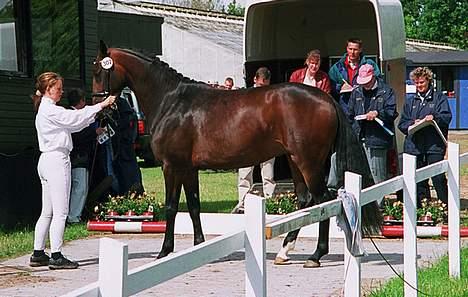 Dansk Varmblod Hønnerups Acetat RDH - Bedømmelse til kåring billede 6