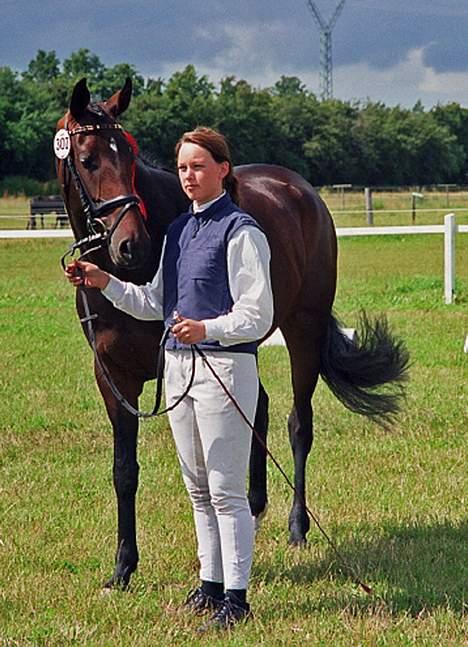 Dansk Varmblod Hønnerups Acetat RDH - Sløjfe billede 7