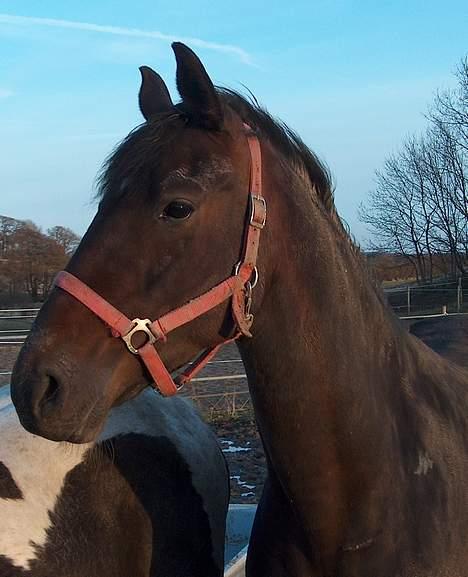 Dansk Varmblod Hønnerups Acetat RDH - Vinterfold billede 8