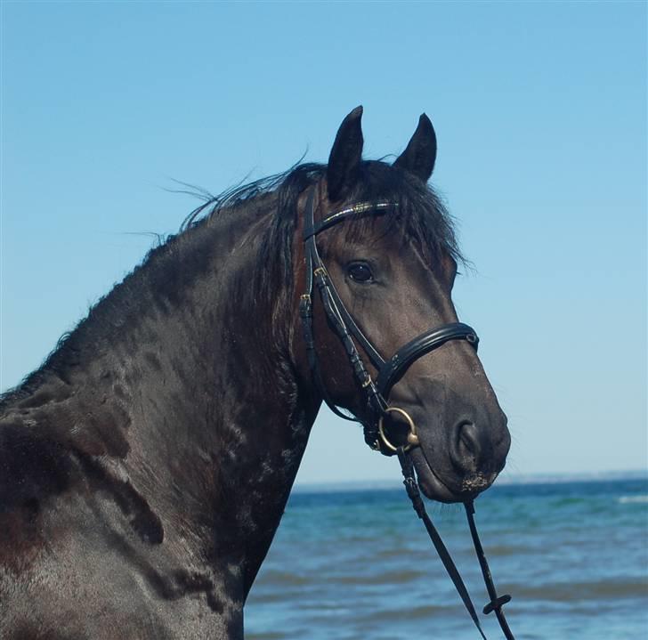 Frieser Maike Rozalien J. - Ved stranden 2008 billede 5