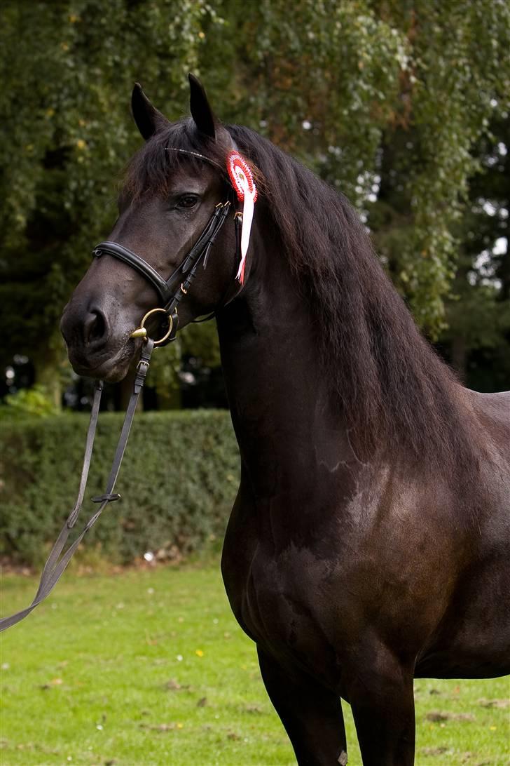 Frieser Maike Rozalien J. - Maike til Store Hestedag. Gik fløj med 9 i helhed billede 7