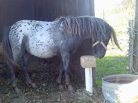 Knabstrupper Jolly Jumper - Sliksten er bar det bedste..! billede 7