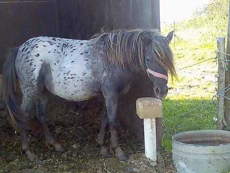 Knabstrupper Jolly Jumper - Er du her nu igen.! billede 8