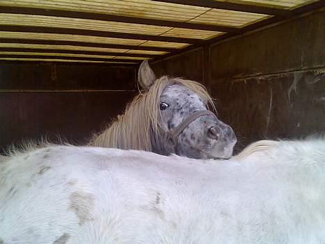 Knabstrupper Hannibal - Titebøøh,,! billede 6