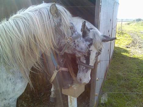 Knabstrupper Hannibal - Jeg vil alså osse ha´ noget..! billede 7