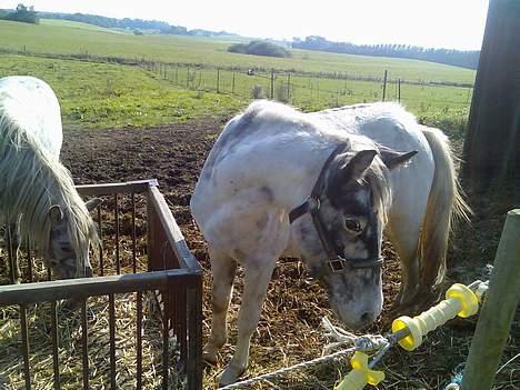 Anden særlig race Silver - Hva er det..? billede 1