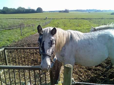 Anden særlig race Silver - Hej du der..? Er der mad.? billede 2