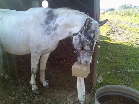 Anden særlig race Silver - Så tager jeg bar lidt sliksten.. billede 3