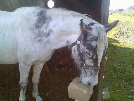 Anden særlig race Silver - Mmmhh..! Meget delikat.. billede 4
