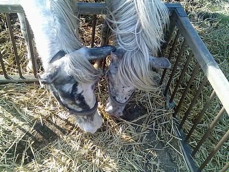 Anden særlig race Silver - Det er dejligt at vil ville spise med mig her til aften Hannibal.. billede 5