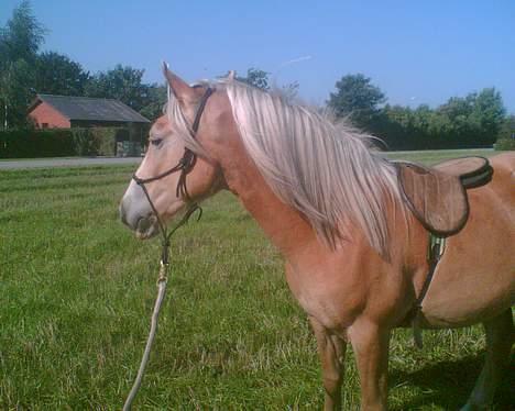 Haflinger Arion - 3½ år og med sin parelli grime og sin "øve ponnypude" billede 6