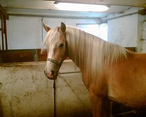 Haflinger Arion - Hejsa er jeg ikke dejlig. billede 7