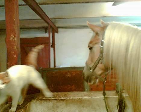 Haflinger Arion - Arion og hans ven katten Cliff. billede 8